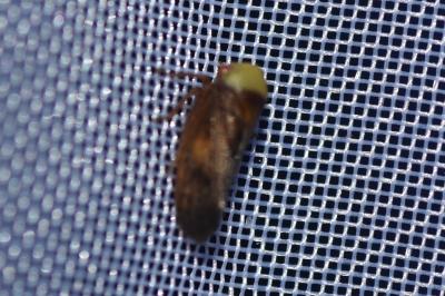 <i>Pediopsis tiliae</i>