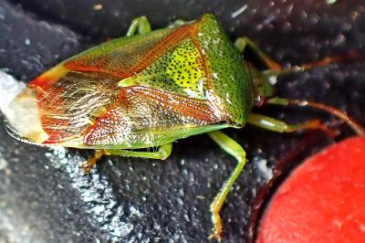 <i>Elasmostethus</i>