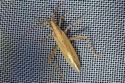 <i>Stenodema laevigata</i>