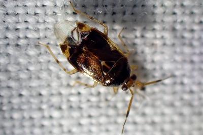 <i>Deraeocoris lutescens</i>