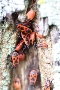 <i>Pyrrhocoris apterus</i>