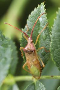 <i>Gonocerus acuteangulatus</i>