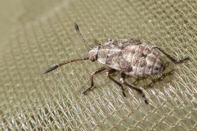 <i>Stictopleurus</i>