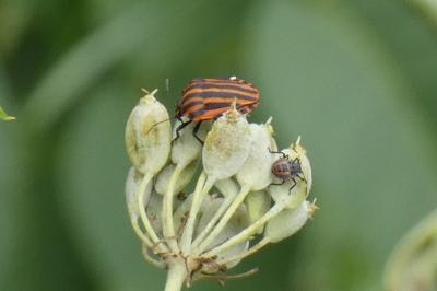 <i>Graphosoma italicum</i>