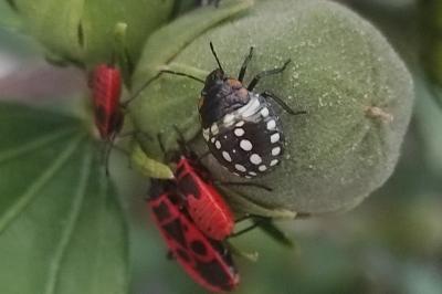 <i>Nezara viridula</i>