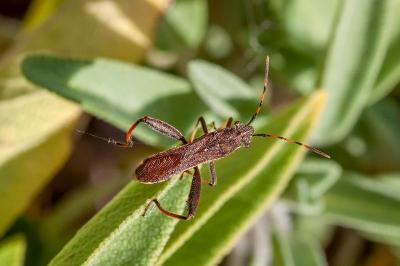 <i>Camptopus lateralis</i>
