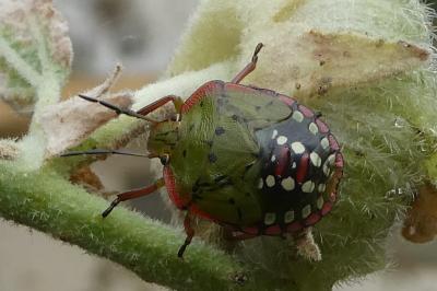 <i>Nezara viridula</i>