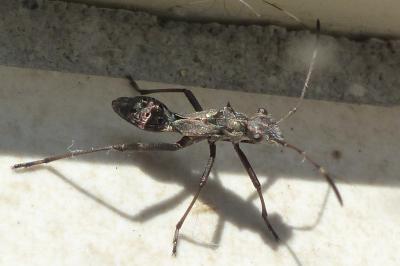<i>Camptopus lateralis</i>