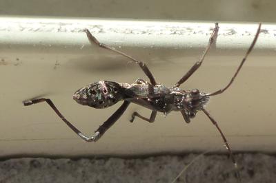 <i>Camptopus lateralis</i>