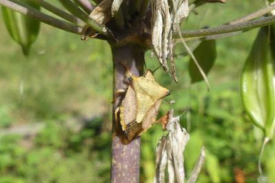 <i>Carpocoris</i>