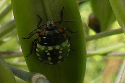 <i>Nezara viridula</i>