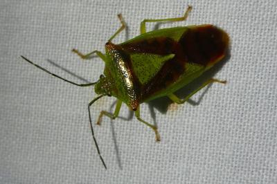 <i>Acanthosoma haemorrhoidale</i>