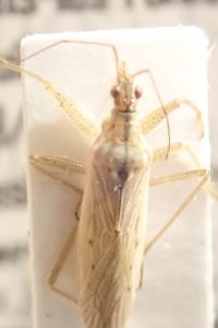 <i>Nabis ferus</i>