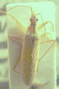 <i>Nabis ferus</i>