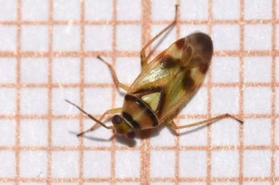 <i>Orthops basalis</i>