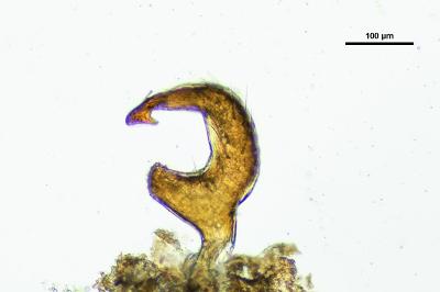 <i>Orthops basalis</i>
