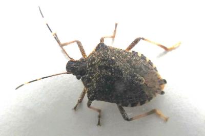 <i>Halyomorpha halys</i>