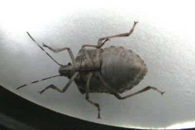<i>Halyomorpha halys</i>
