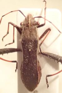 <i>Camptopus lateralis</i>
