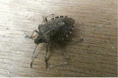 <i>Halyomorpha halys</i>
