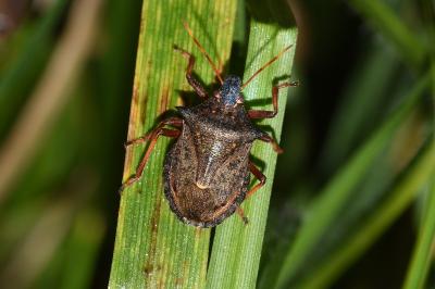 <i>Picromerus bidens</i>