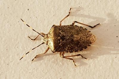 <i>Rhaphigaster nebulosa</i>