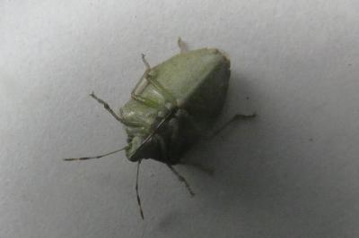 <i>Nezara viridula</i>