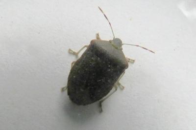 <i>Nezara viridula</i>