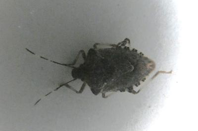 <i>Halyomorpha halys</i>
