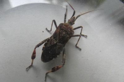 <i>Leptoglossus occidentalis</i>