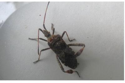 <i>Leptoglossus occidentalis</i>
