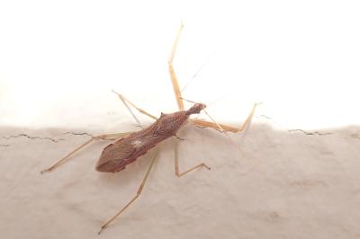 <i>Nagusta goedelii</i>