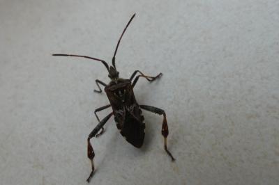 <i>Leptoglossus occidentalis</i>
