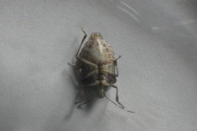 <i>Halyomorpha halys</i>
