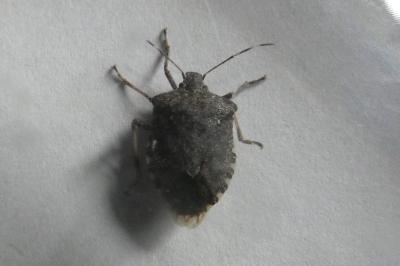 <i>Halyomorpha halys</i>