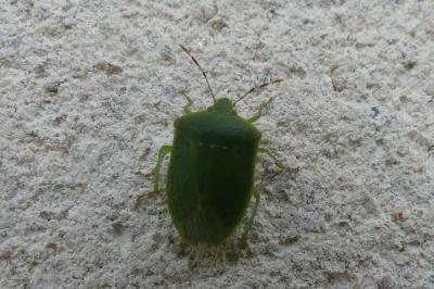 <i>Nezara viridula</i>
