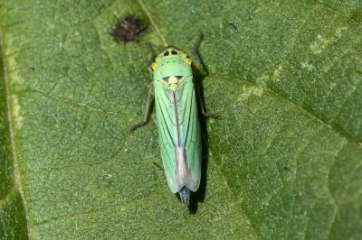 <i>Cicadella viridis</i>