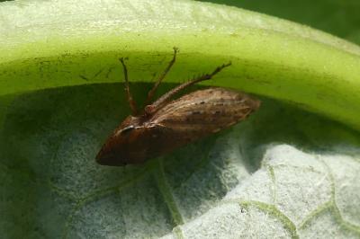 <i>Aphrodes</i>