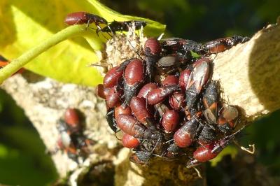 <i>Oxycarenus lavaterae</i>