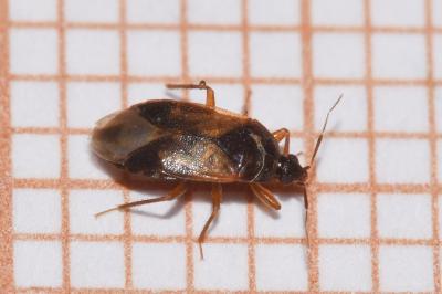 <i>Lyctocoris campestris</i>