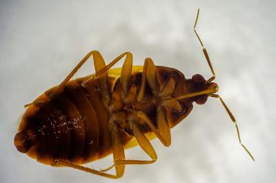 <i>Lyctocoris campestris</i>