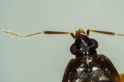 <i>Lyctocoris campestris</i>