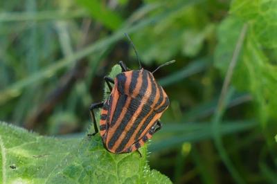 <i>Graphosoma italicum</i>