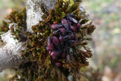 <i>Oxycarenus lavaterae</i>