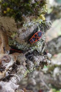 <i>Pyrrhocoris apterus</i>