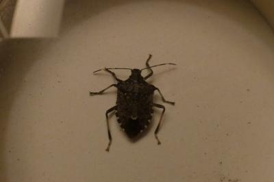 <i>Halyomorpha halys</i>
