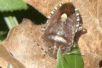<i>Dolycoris baccarum</i>
