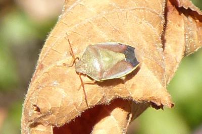 <i>Piezodorus lituratus</i>