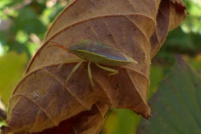 <i>Piezodorus lituratus</i>