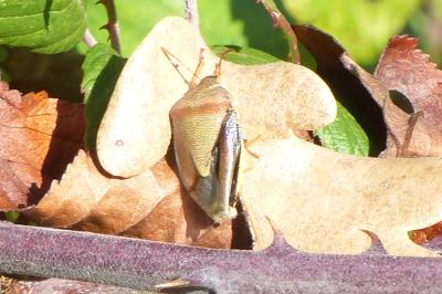 <i>Piezodorus lituratus</i>
